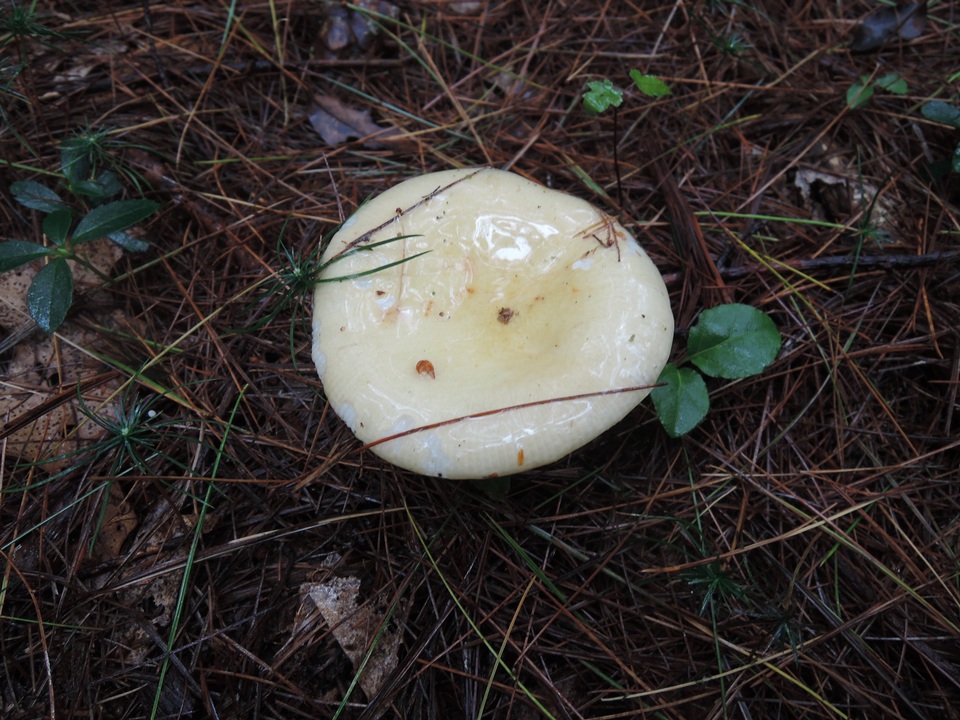 Russula seperina var. luteovirens image
