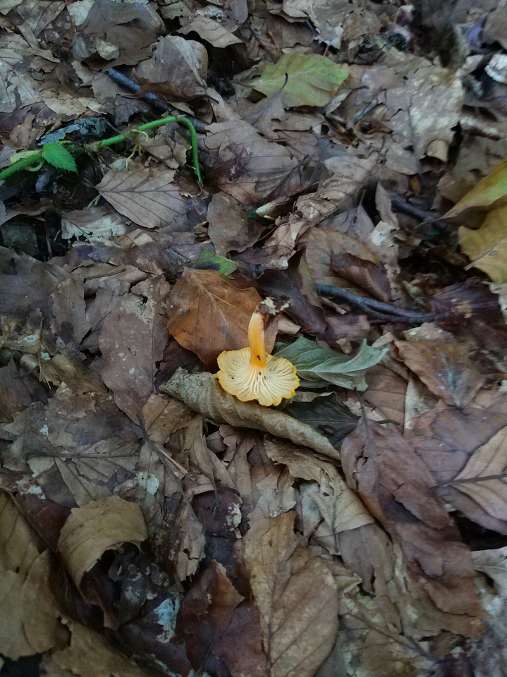 Cantharellus friesii image