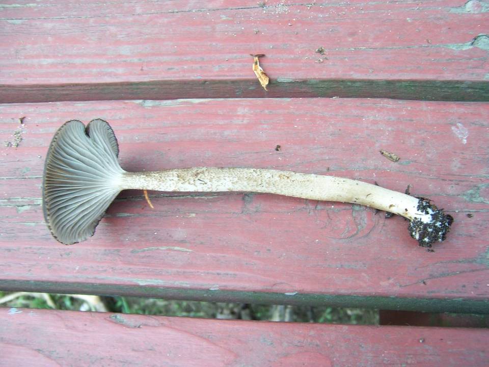 Clitocybula atrialba image