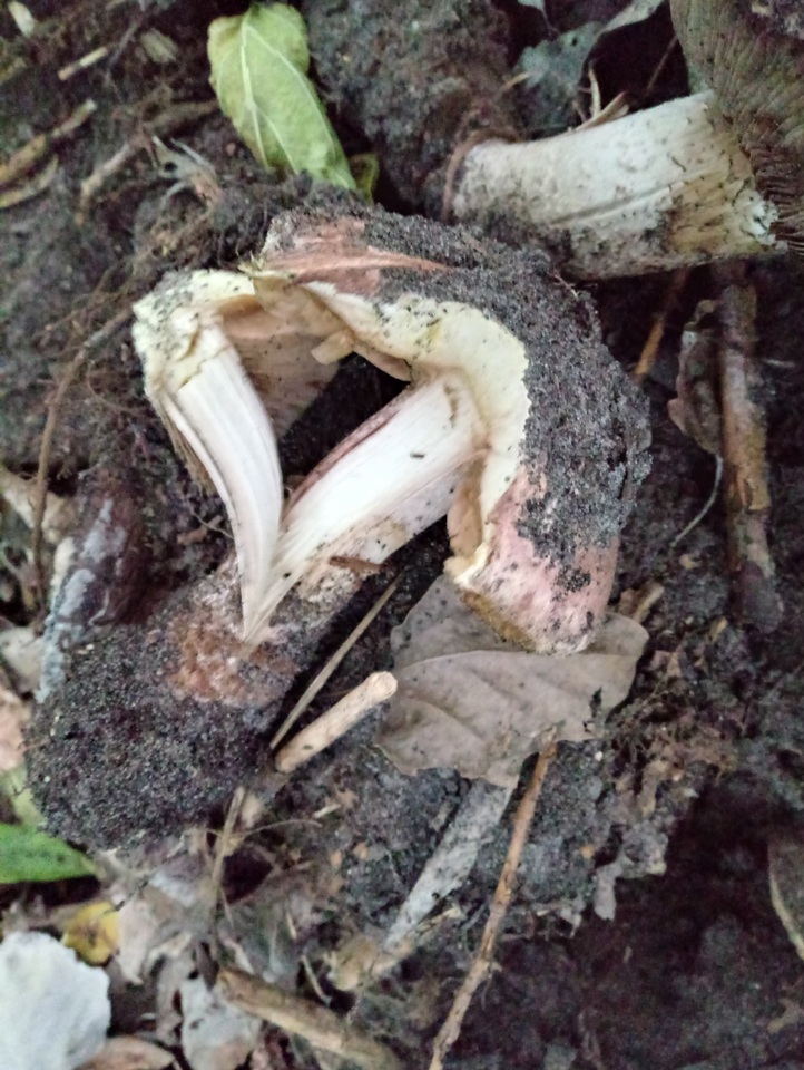 Allopsalliota geesterani image