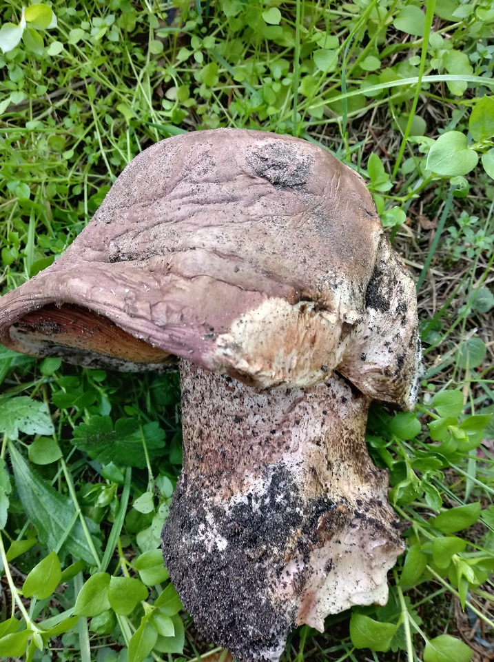 Allopsalliota geesterani image