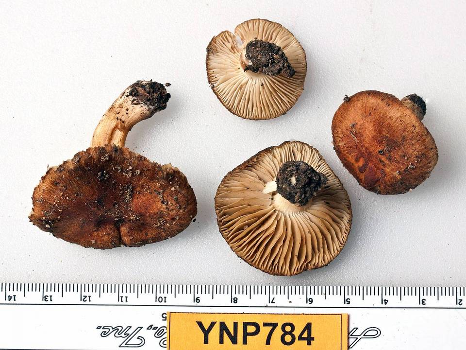 Inocybe agardhii image