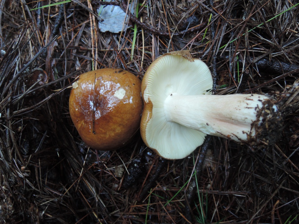 Russula favrei image