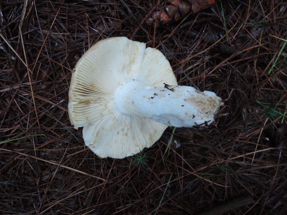 Russula seperina var. luteovirens image