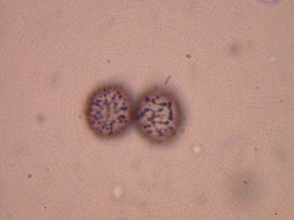 Macowanites nauseosus image