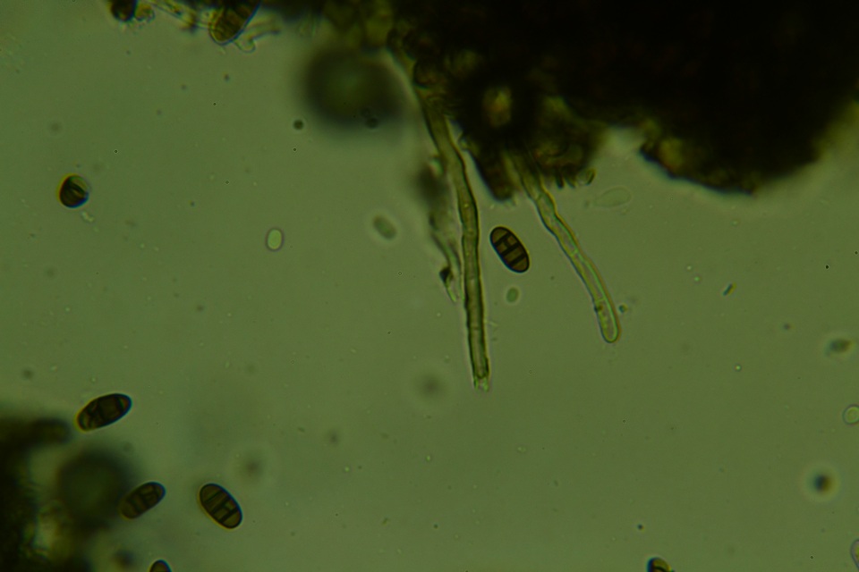 Camarosporidiellaceae image