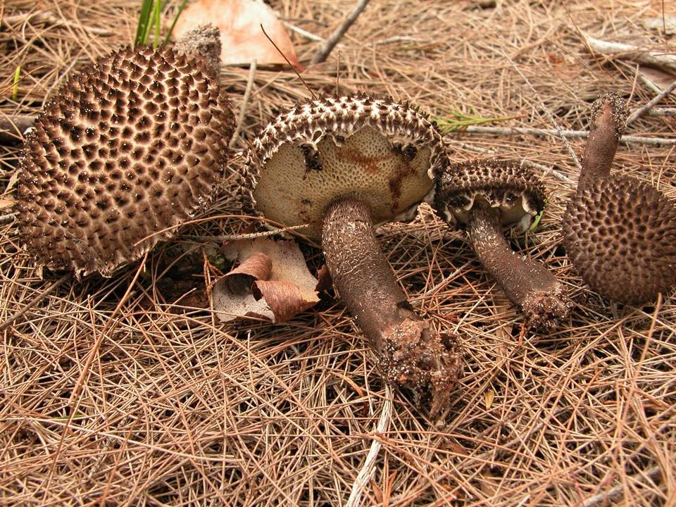 Strobilomyces foveatus image