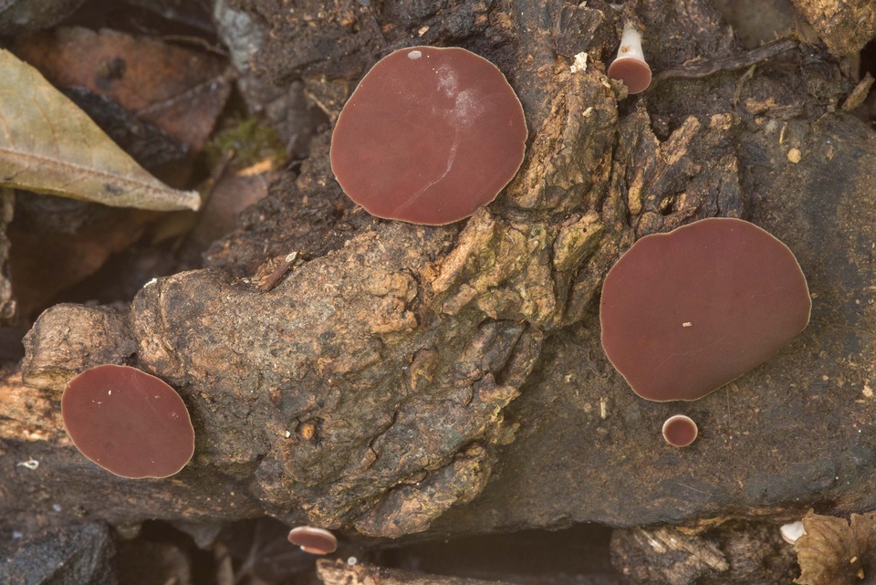 Phillipsia crispata image