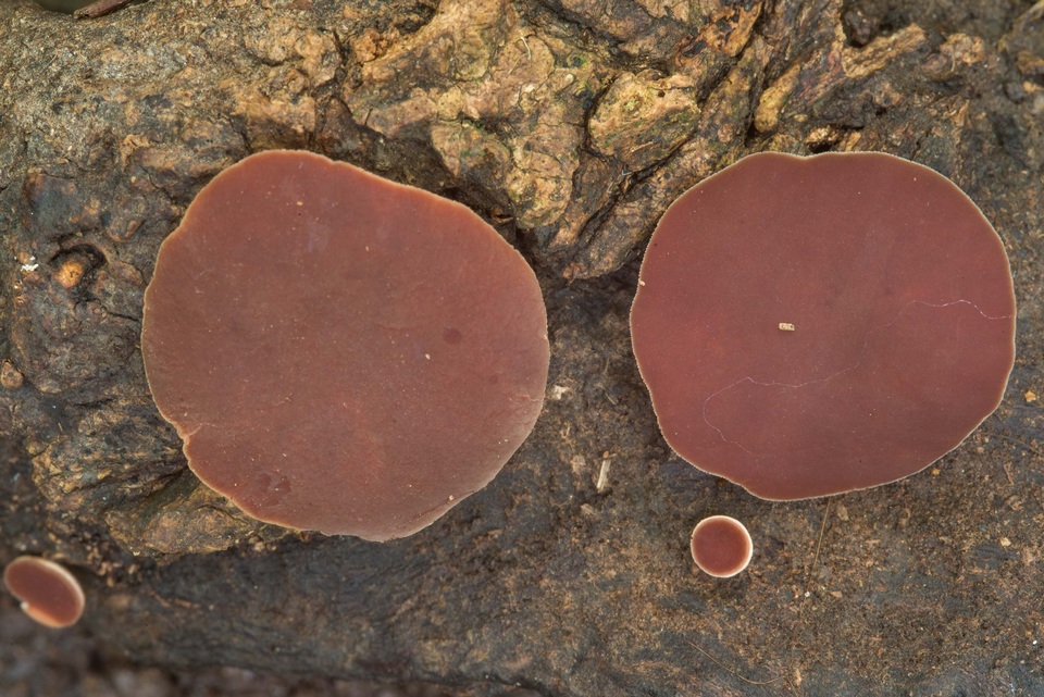 Phillipsia crispata image