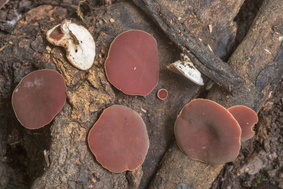 Phillipsia crispata image