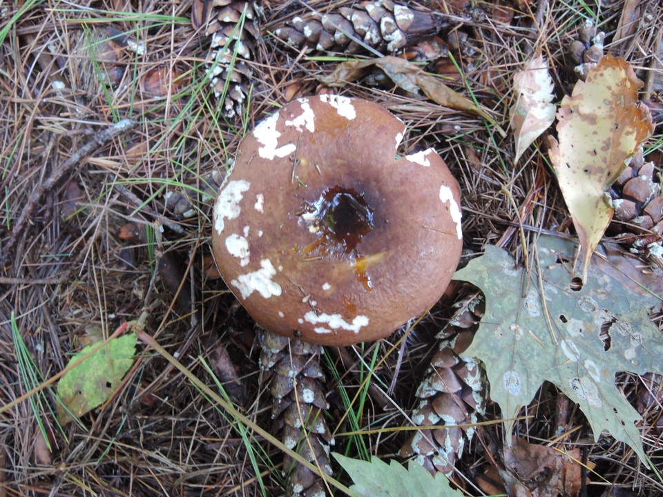 Russula favrei image