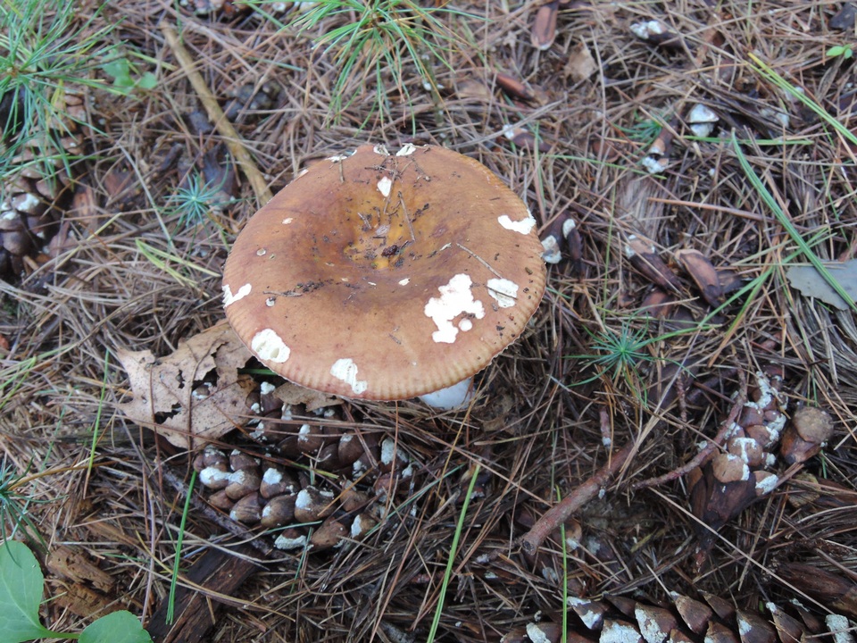 Russula favrei image
