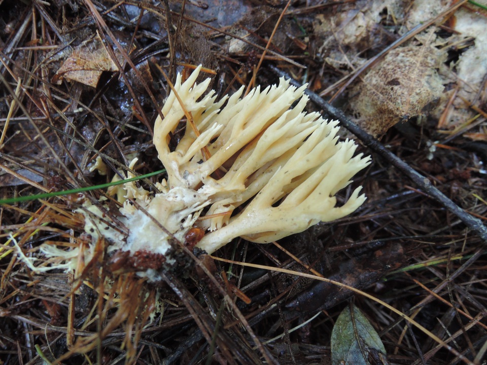 Phaeoclavulina eumorpha image