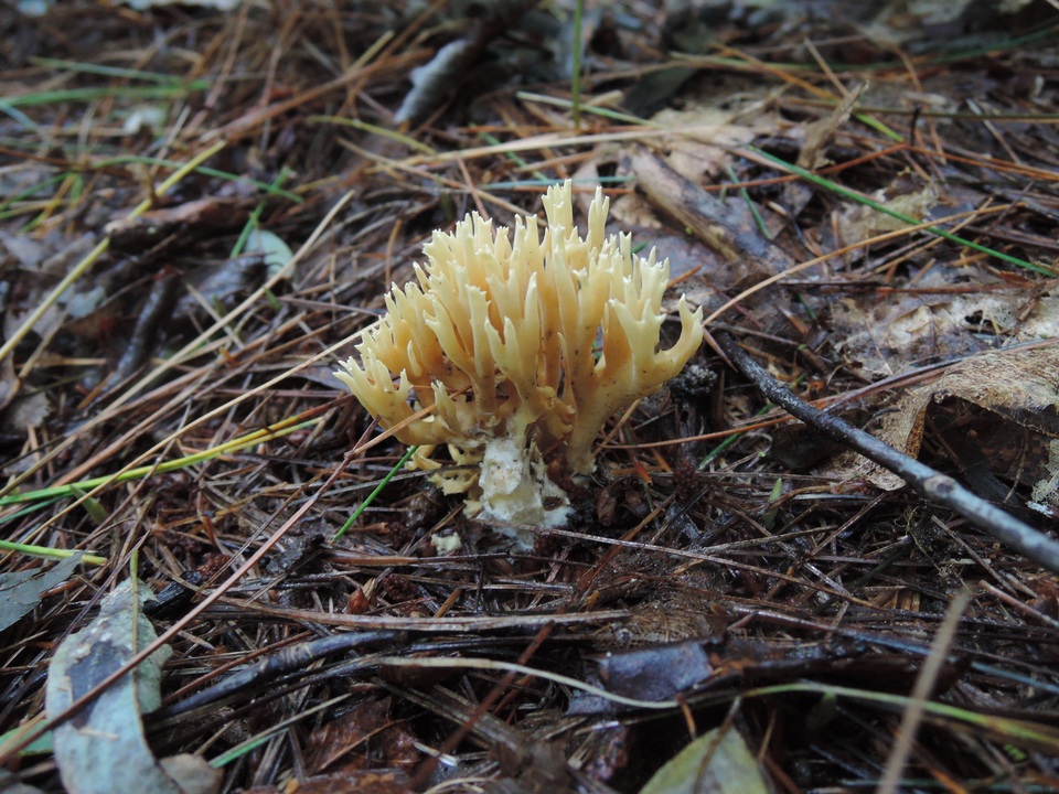 Phaeoclavulina eumorpha image