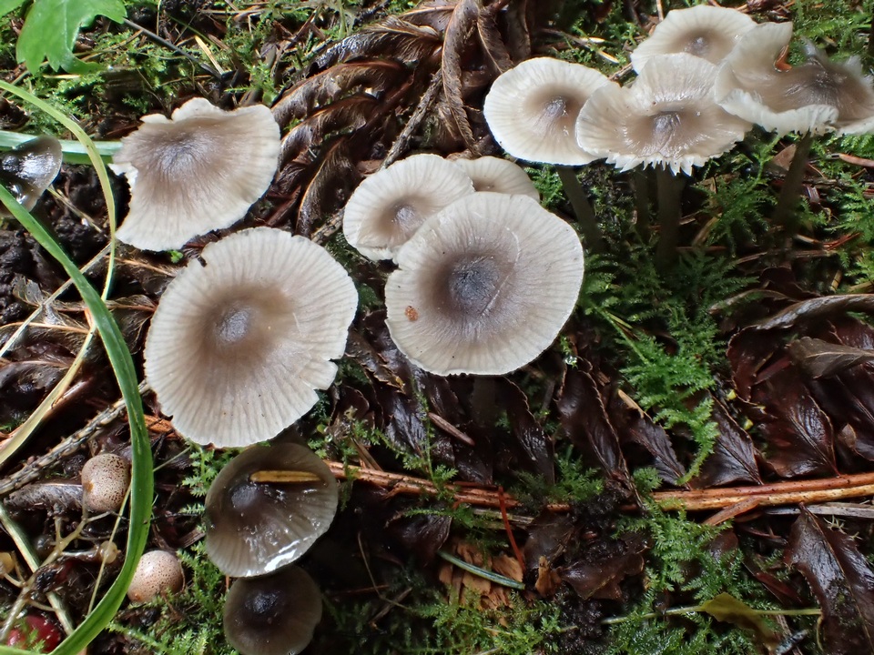 Mycena quiniaultensis image