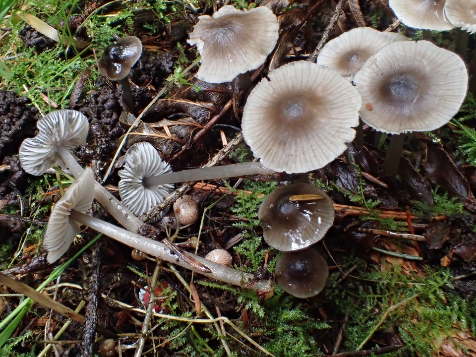 Mycena quiniaultensis image