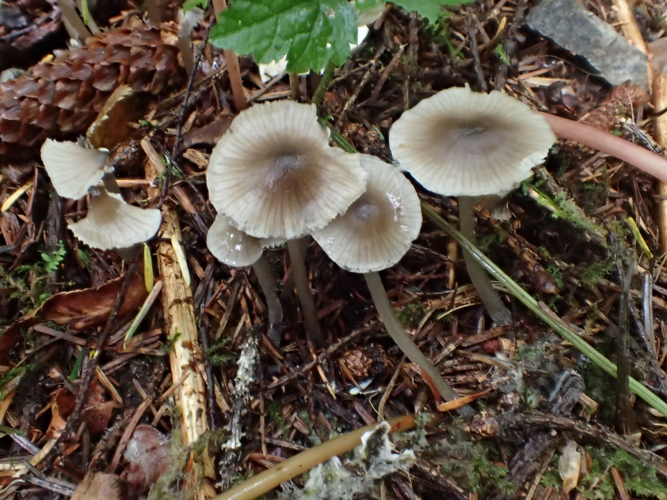 Mycena quiniaultensis image