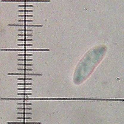Micarea denigrata image