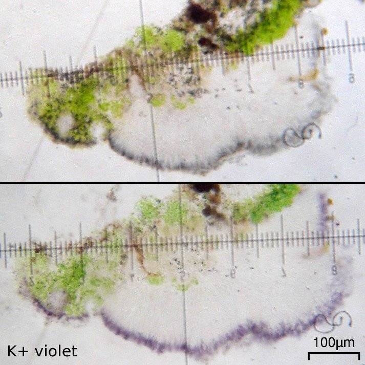 Micarea denigrata image