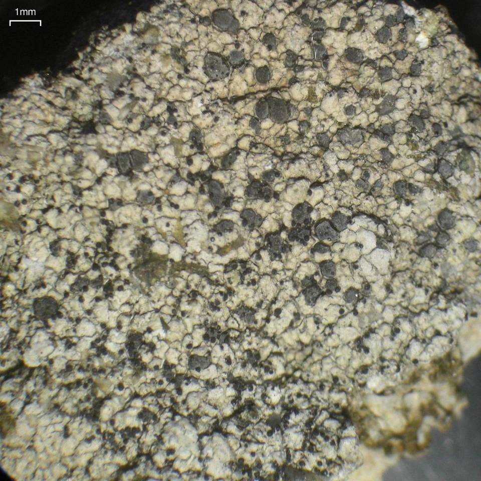 Muellerella erratica image