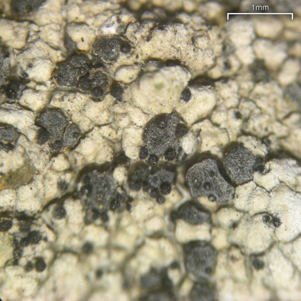 Muellerella erratica image