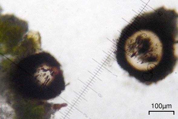 Muellerella erratica image
