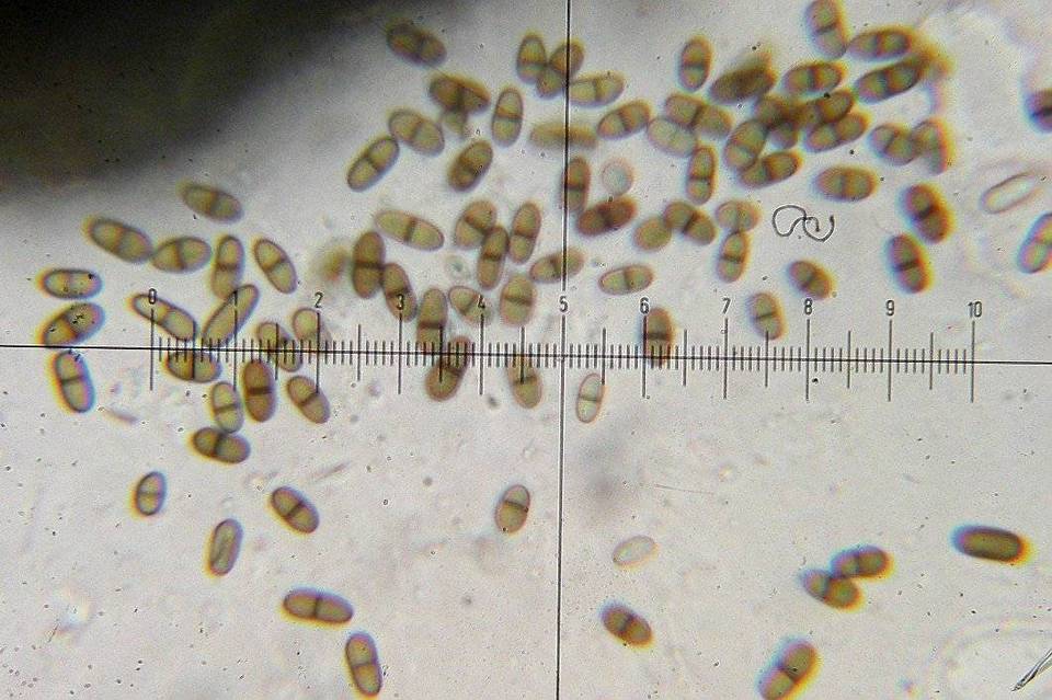 Muellerella erratica image