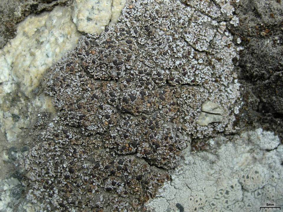 Psora pacifica image