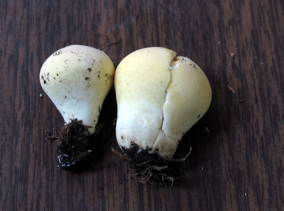 Lycoperdon flavotinctum image