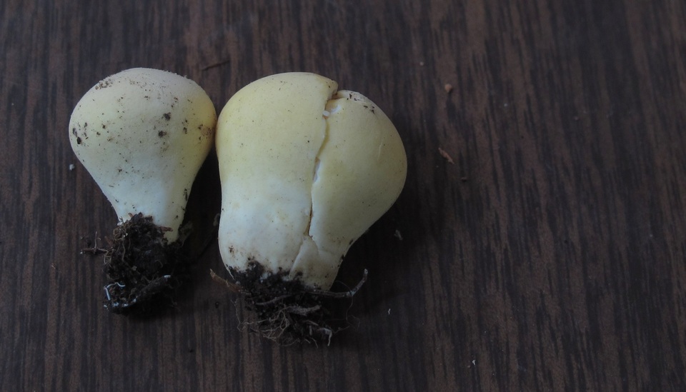 Lycoperdon flavotinctum image