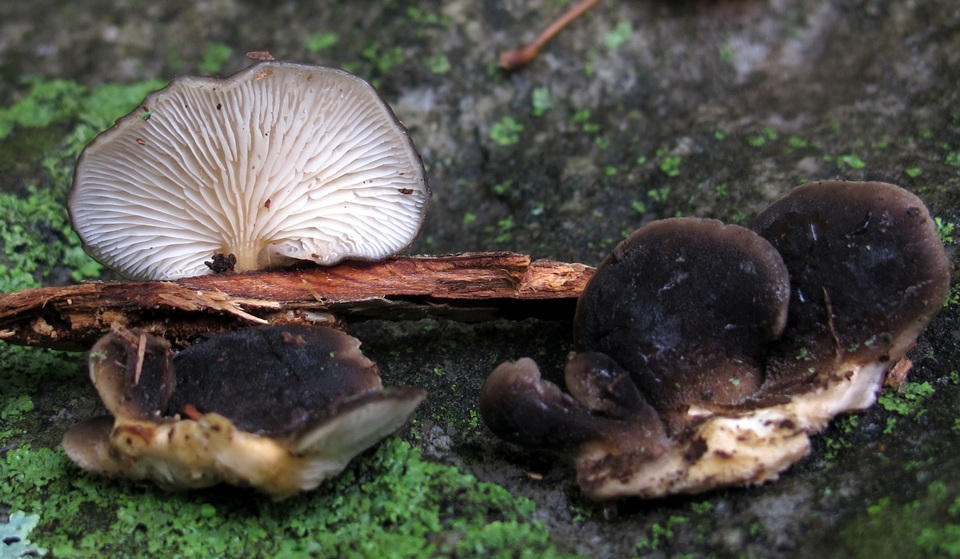 Hohenbuehelia atrocaerulea image
