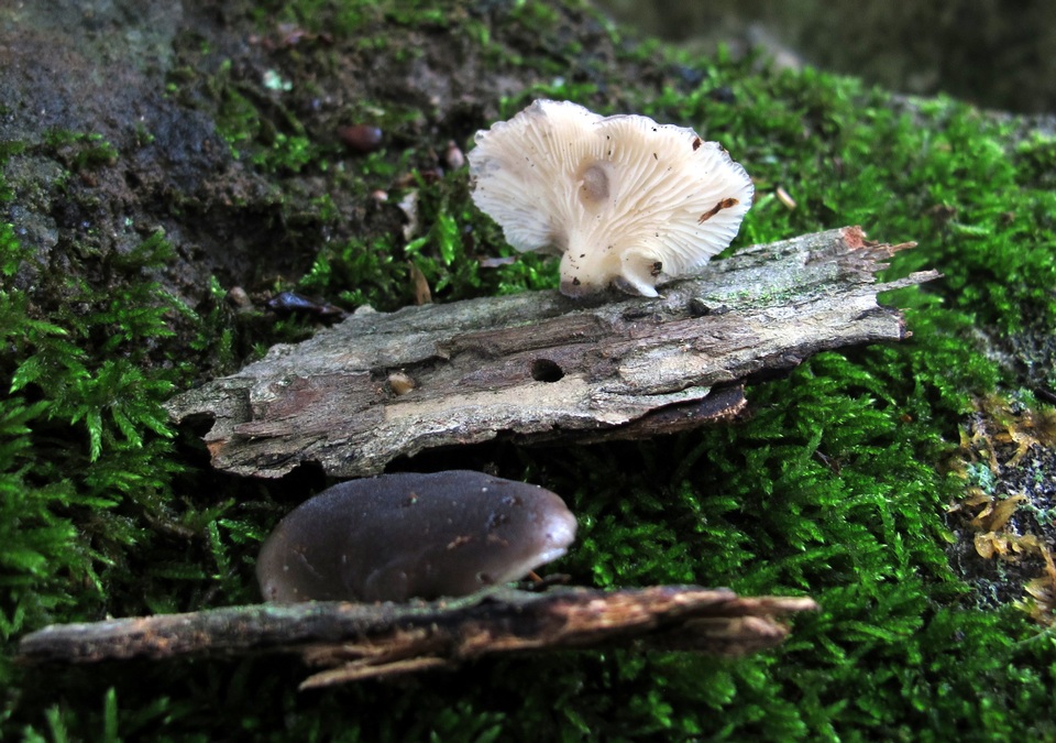 Hohenbuehelia atrocaerulea image