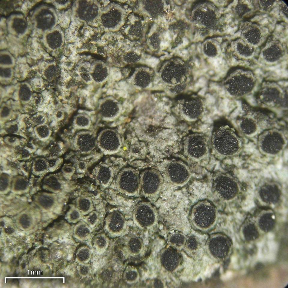 Rinodina archaea image