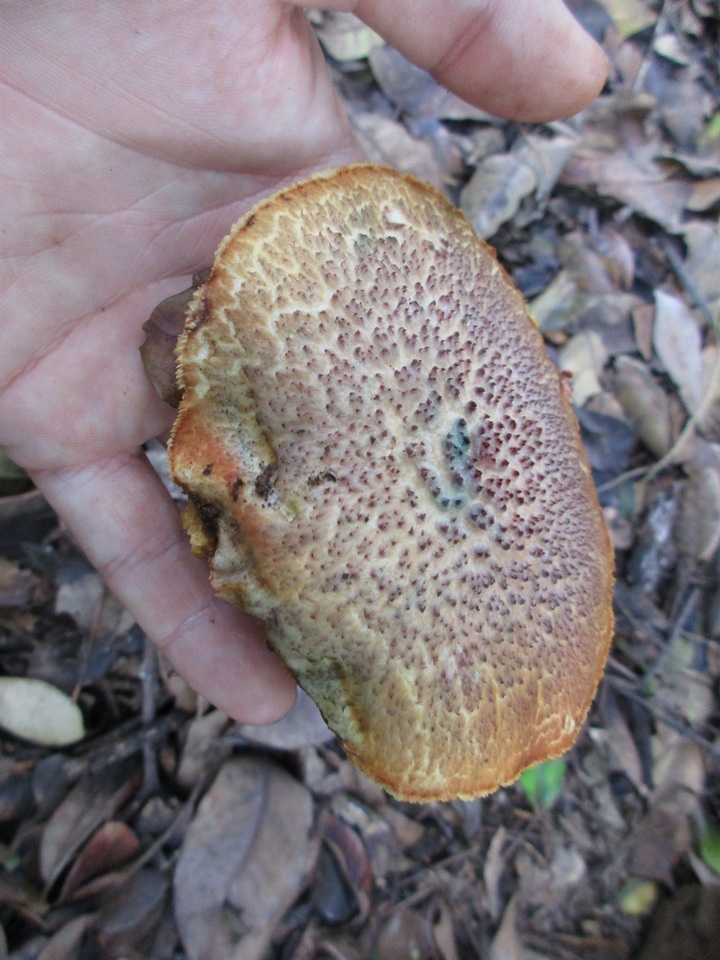 Gymnopilus purpureosquamulosus image