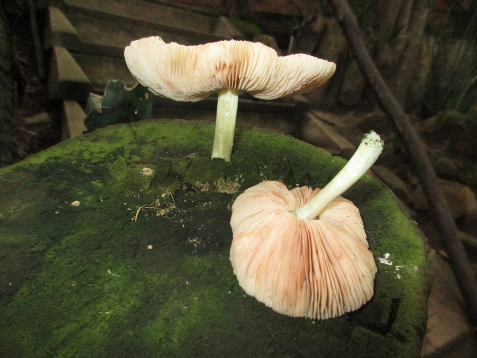 Pluteus cyanopus image