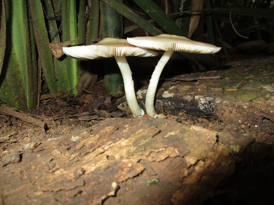 Pluteus cyanopus image