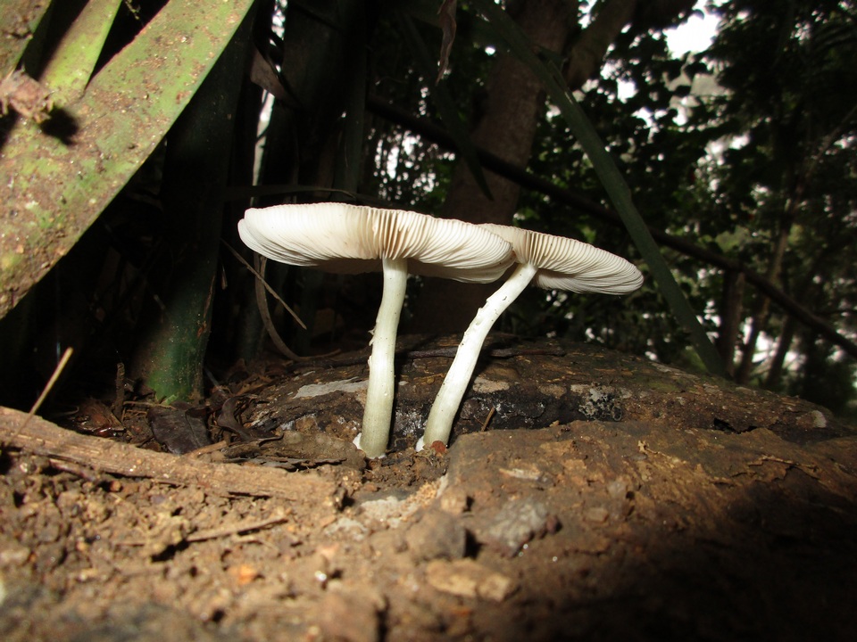 Pluteus cyanopus image