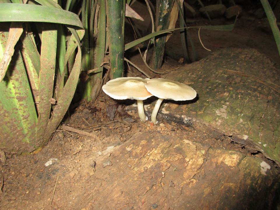 Pluteus cyanopus image