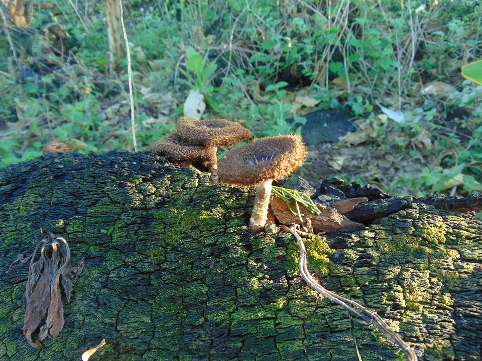 Lentinus stuppeus image