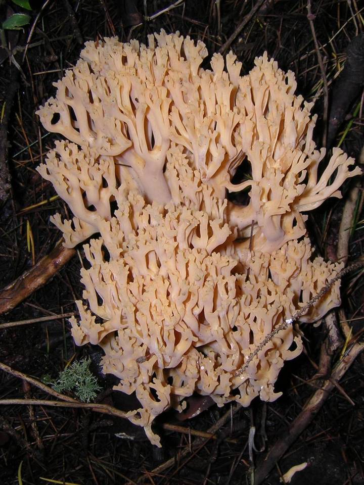 Ramaria obtusissima image