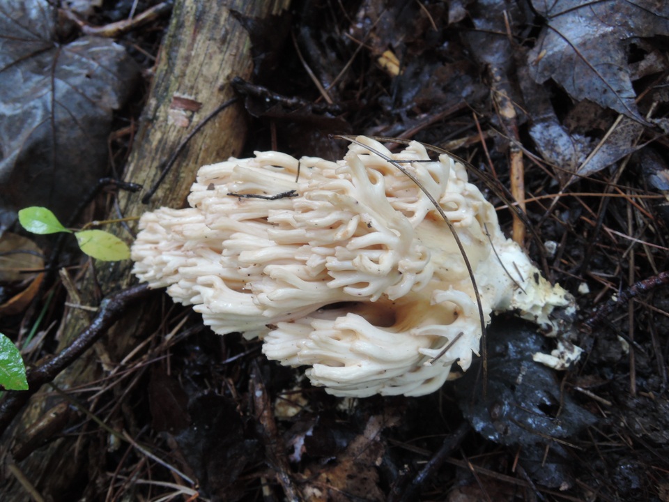 Ramaria velocimutans image
