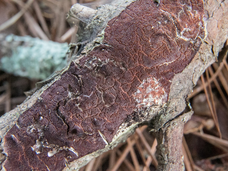 Fuscoporia ferruginosa image