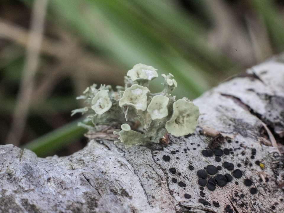 Ramalina culbersoniorum image