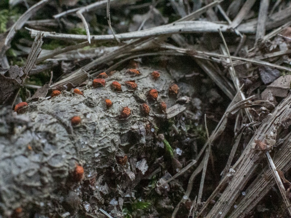 Hypoxylon fuscum image