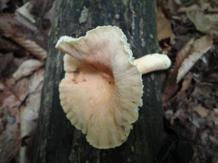 Lactarius sumstinei image