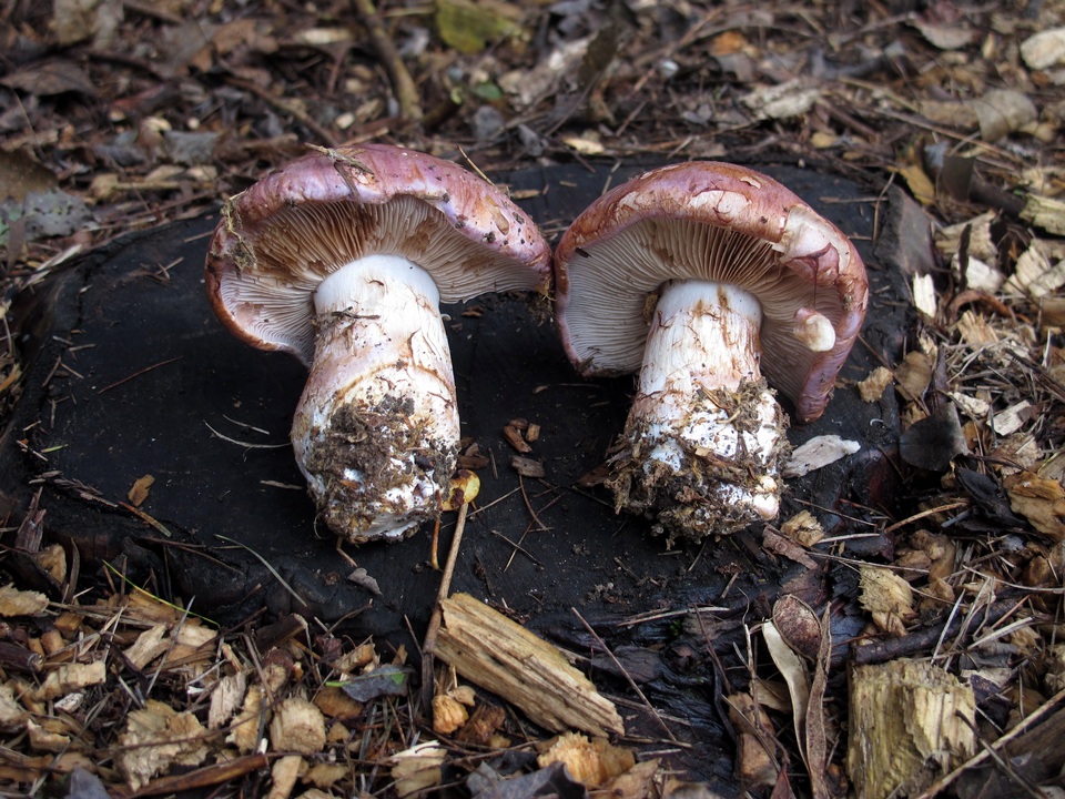 Cortinarius balteatocumatilis image