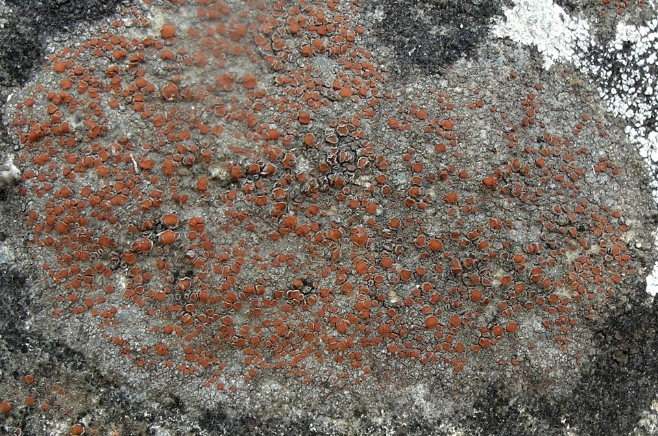 Caloplaca crenularia image