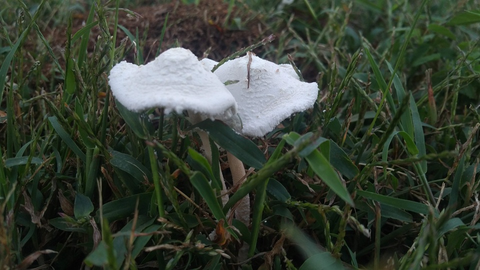 Leucocoprinus cretaceus image