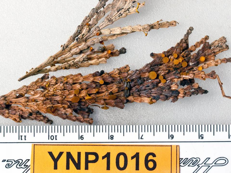 Kriegeria alutipes image