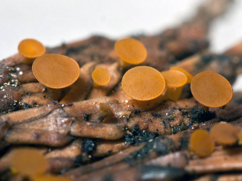 Kriegeria alutipes image